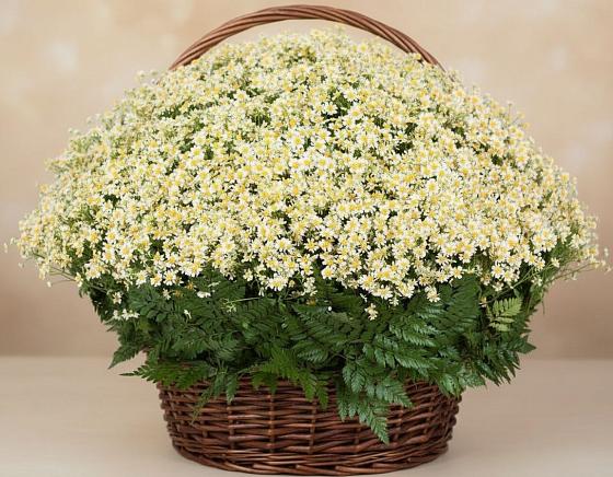 Цветочная композиция из Ромашки в корзине в Северское